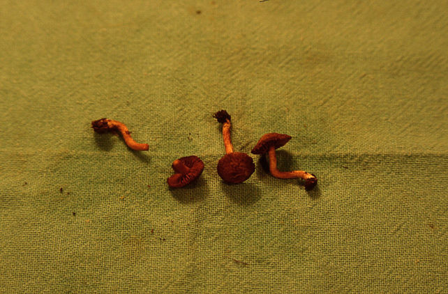 Esperti di Inocybe, aiuto! (cfr I. furfurea var. rufotacta )